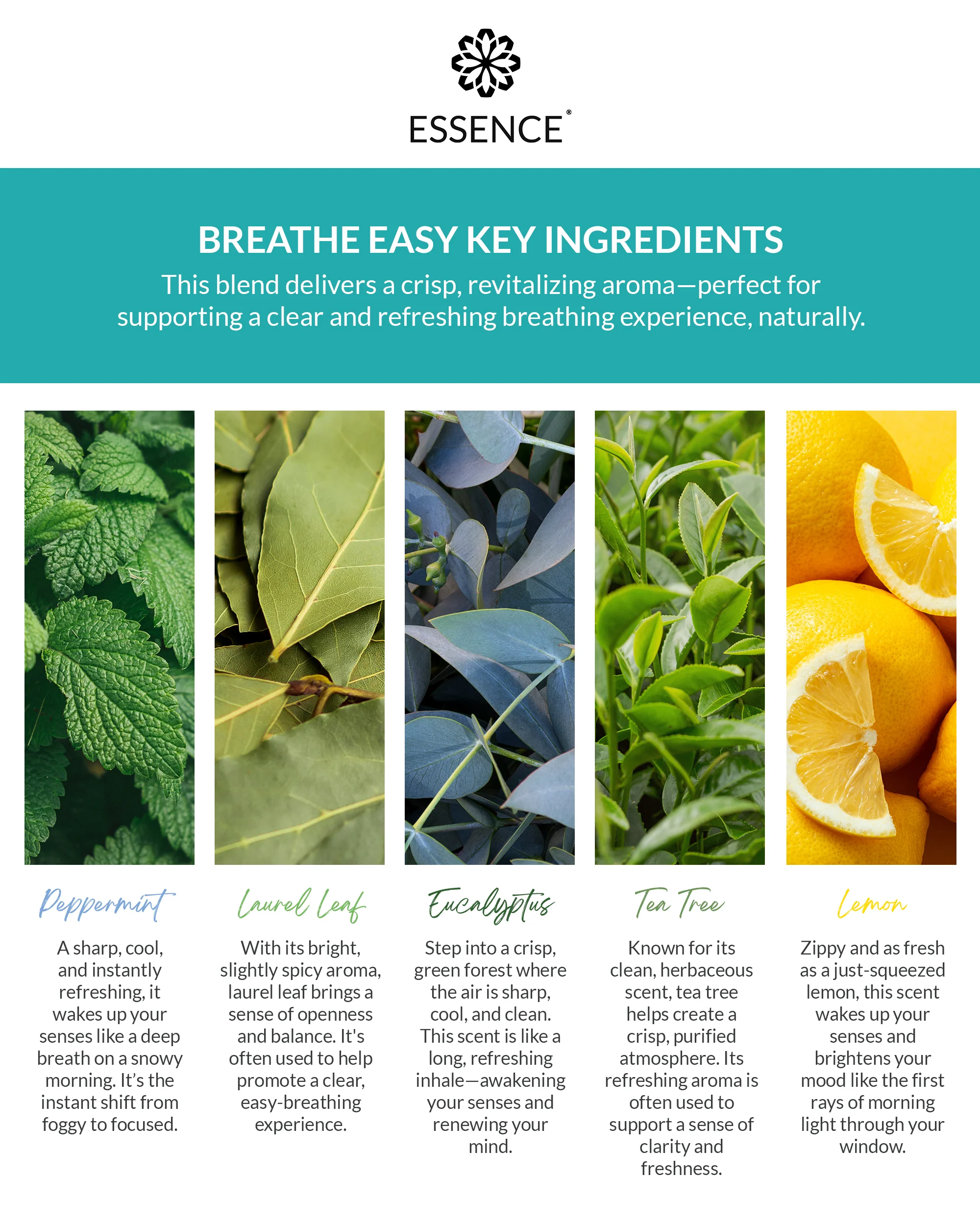 Breathe Easy Blend Nasal Diffuser Ring - Image 5